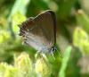 Satyrium esculi